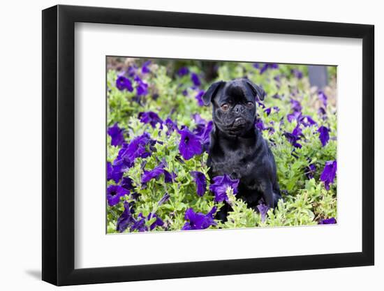 Pug in Fall Flowers, Geneva, Illinois, USA-Lynn M^ Stone-Framed Photographic Print