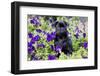 Pug in Fall Flowers, Geneva, Illinois, USA-Lynn M^ Stone-Framed Photographic Print