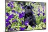 Pug in Fall Flowers, Geneva, Illinois, USA-Lynn M^ Stone-Mounted Photographic Print