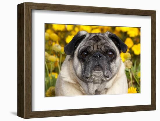 Pug in Fall Flowers, Geneva, Illinois, USA-Lynn M^ Stone-Framed Photographic Print