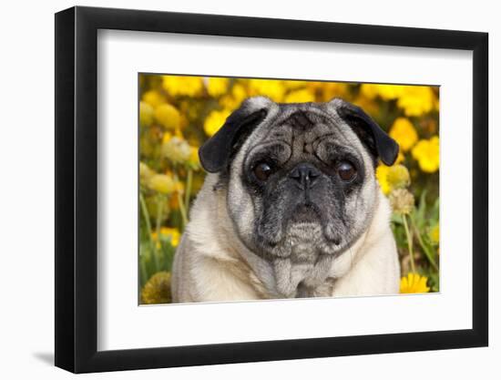 Pug in Fall Flowers, Geneva, Illinois, USA-Lynn M^ Stone-Framed Photographic Print