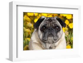 Pug in Fall Flowers, Geneva, Illinois, USA-Lynn M^ Stone-Framed Photographic Print