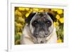 Pug in Fall Flowers, Geneva, Illinois, USA-Lynn M^ Stone-Framed Photographic Print