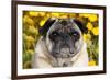 Pug in Fall Flowers, Geneva, Illinois, USA-Lynn M^ Stone-Framed Photographic Print