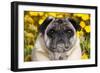 Pug in Fall Flowers, Geneva, Illinois, USA-Lynn M^ Stone-Framed Photographic Print