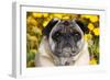 Pug in Fall Flowers, Geneva, Illinois, USA-Lynn M^ Stone-Framed Photographic Print