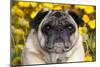 Pug in Fall Flowers, Geneva, Illinois, USA-Lynn M^ Stone-Mounted Photographic Print