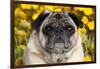 Pug in Fall Flowers, Geneva, Illinois, USA-Lynn M^ Stone-Framed Photographic Print