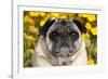 Pug in Fall Flowers, Geneva, Illinois, USA-Lynn M^ Stone-Framed Photographic Print