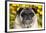 Pug in Fall Flowers, Geneva, Illinois, USA-Lynn M^ Stone-Framed Photographic Print