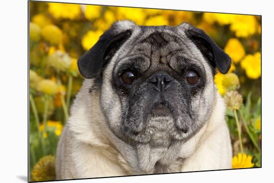 Pug in Fall Flowers, Geneva, Illinois, USA-Lynn M^ Stone-Mounted Photographic Print