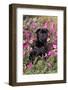 Pug in Fall Flowers, Geneva, Illinois, USA-Lynn M^ Stone-Framed Photographic Print