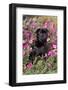 Pug in Fall Flowers, Geneva, Illinois, USA-Lynn M^ Stone-Framed Photographic Print