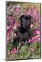 Pug in Fall Flowers, Geneva, Illinois, USA-Lynn M^ Stone-Mounted Photographic Print