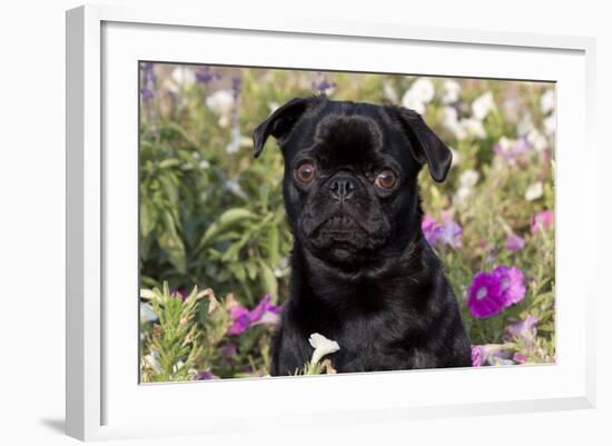 Pug in Fall Flowers, Geneva, Illinois, USA-Lynn M^ Stone-Framed Photographic Print