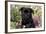 Pug in Fall Flowers, Geneva, Illinois, USA-Lynn M^ Stone-Framed Photographic Print