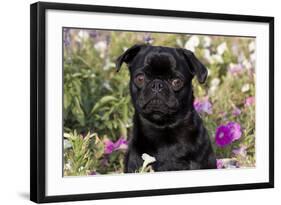 Pug in Fall Flowers, Geneva, Illinois, USA-Lynn M^ Stone-Framed Photographic Print