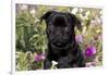 Pug in Fall Flowers, Geneva, Illinois, USA-Lynn M^ Stone-Framed Photographic Print