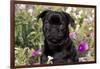 Pug in Fall Flowers, Geneva, Illinois, USA-Lynn M^ Stone-Framed Photographic Print