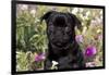 Pug in Fall Flowers, Geneva, Illinois, USA-Lynn M^ Stone-Framed Photographic Print