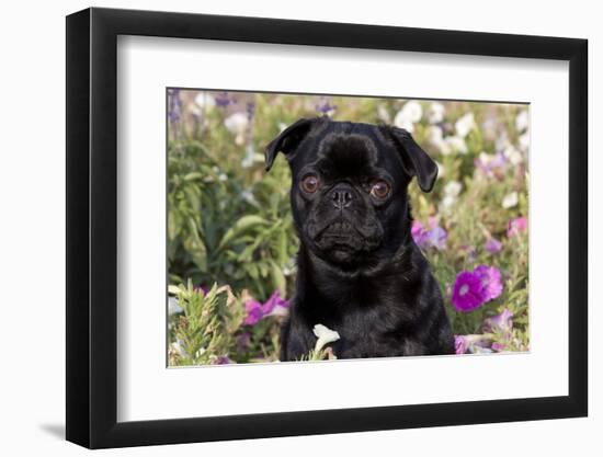 Pug in Fall Flowers, Geneva, Illinois, USA-Lynn M^ Stone-Framed Photographic Print