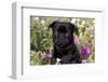 Pug in Fall Flowers, Geneva, Illinois, USA-Lynn M^ Stone-Framed Photographic Print