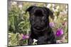 Pug in Fall Flowers, Geneva, Illinois, USA-Lynn M^ Stone-Mounted Photographic Print