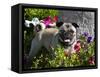 Pug in flower garden, California, USA-Zandria Muench Beraldo-Framed Stretched Canvas