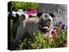 Pug in flower garden, California, USA-Zandria Muench Beraldo-Stretched Canvas