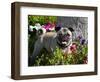 Pug in flower garden, California, USA-Zandria Muench Beraldo-Framed Photographic Print