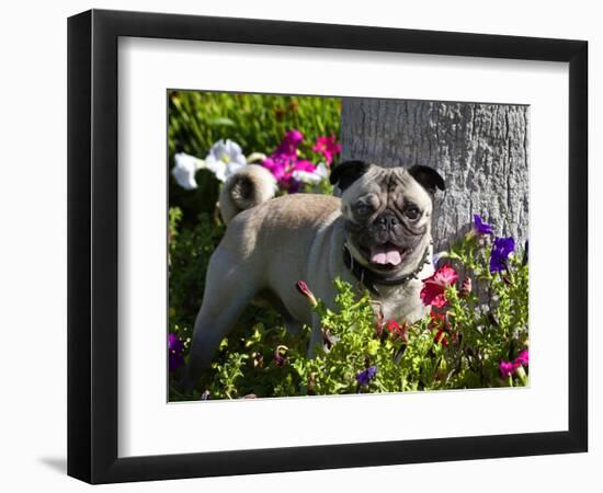 Pug in flower garden, California, USA-Zandria Muench Beraldo-Framed Photographic Print