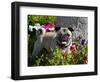 Pug in flower garden, California, USA-Zandria Muench Beraldo-Framed Photographic Print