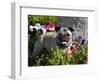 Pug in flower garden, California, USA-Zandria Muench Beraldo-Framed Photographic Print