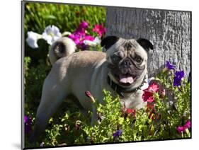 Pug in flower garden, California, USA-Zandria Muench Beraldo-Mounted Photographic Print