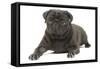 Pug in Studio-null-Framed Stretched Canvas