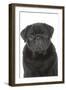 Pug in Studio-null-Framed Photographic Print