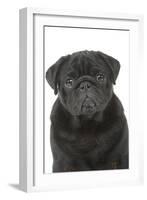 Pug in Studio-null-Framed Photographic Print