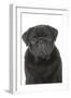 Pug in Studio-null-Framed Photographic Print