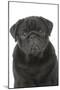 Pug in Studio-null-Mounted Photographic Print