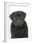 Pug in Studio-null-Framed Photographic Print