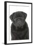 Pug in Studio-null-Framed Photographic Print