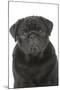 Pug in Studio-null-Mounted Photographic Print