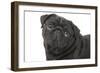 Pug in Studio-null-Framed Photographic Print