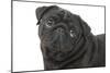 Pug in Studio-null-Mounted Photographic Print
