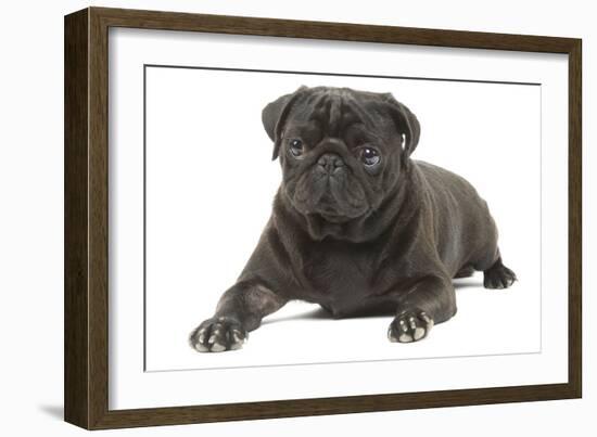 Pug in Studio-null-Framed Photographic Print