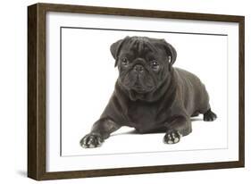 Pug in Studio-null-Framed Photographic Print
