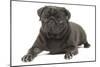 Pug in Studio-null-Mounted Photographic Print