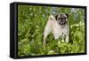 Pug in Virginia Bluebells, Rockton, Illinois, USA-Lynn M^ Stone-Framed Stretched Canvas