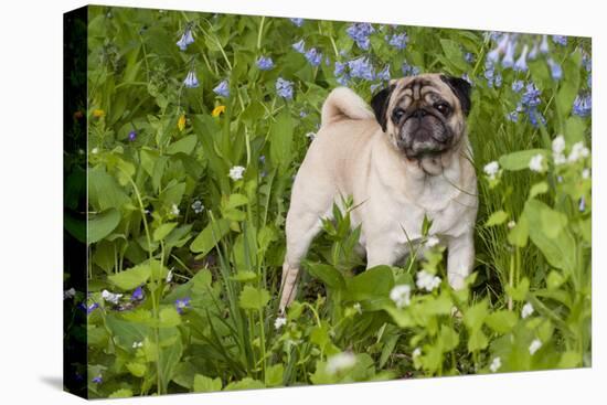 Pug in Virginia Bluebells, Rockton, Illinois, USA-Lynn M^ Stone-Stretched Canvas