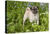 Pug in Virginia Bluebells, Rockton, Illinois, USA-Lynn M^ Stone-Stretched Canvas